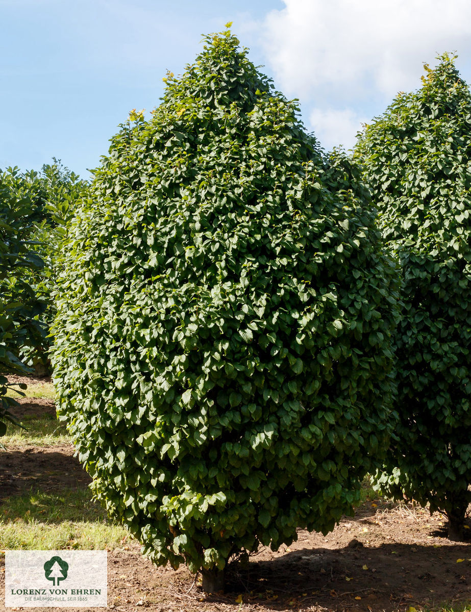 Carpinus betulus 'Fastigiata Monument'