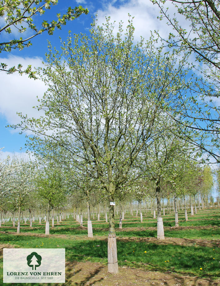 Prunus domestica 'Bühler Frühzwetsche'