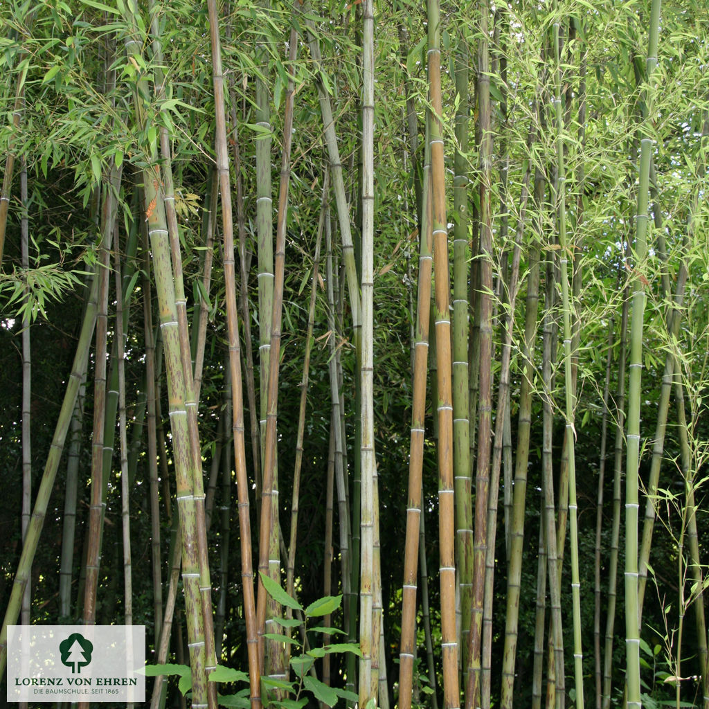 Phyllostachys nigra 'Boryana'