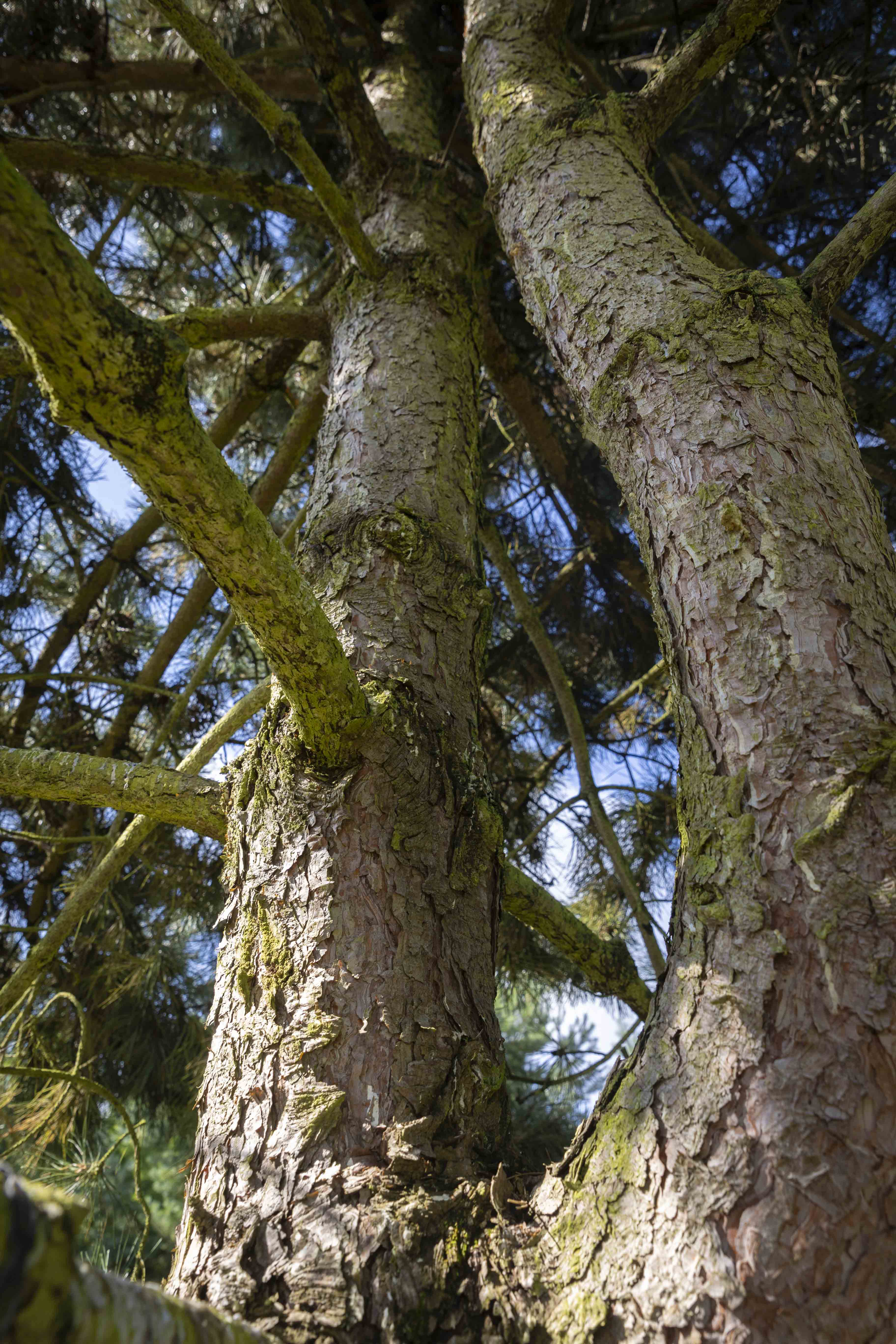 Pinus nigra austriaca  Unikat