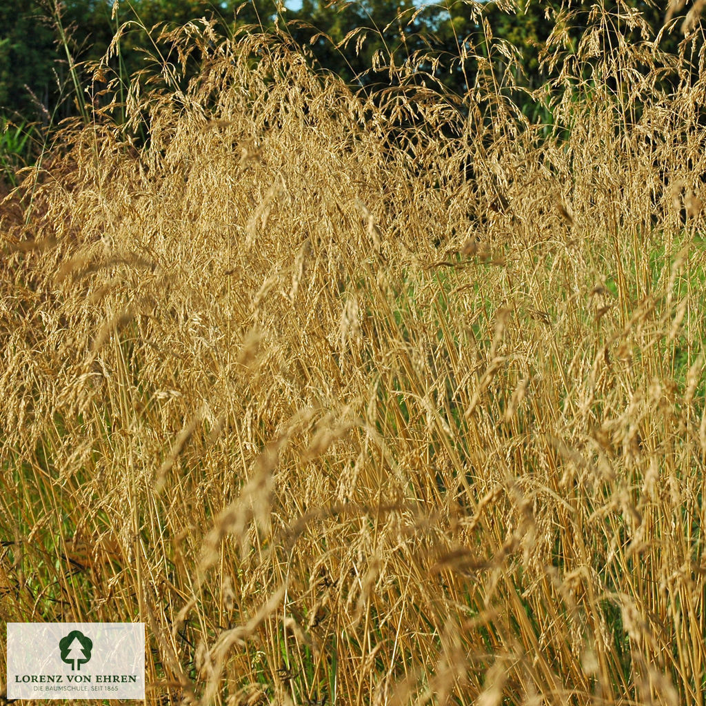 Deschampsia cespitosa 'Goldschleier'