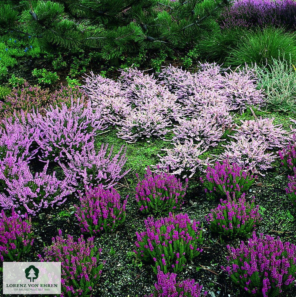 Calluna vulgaris 'Mullion'