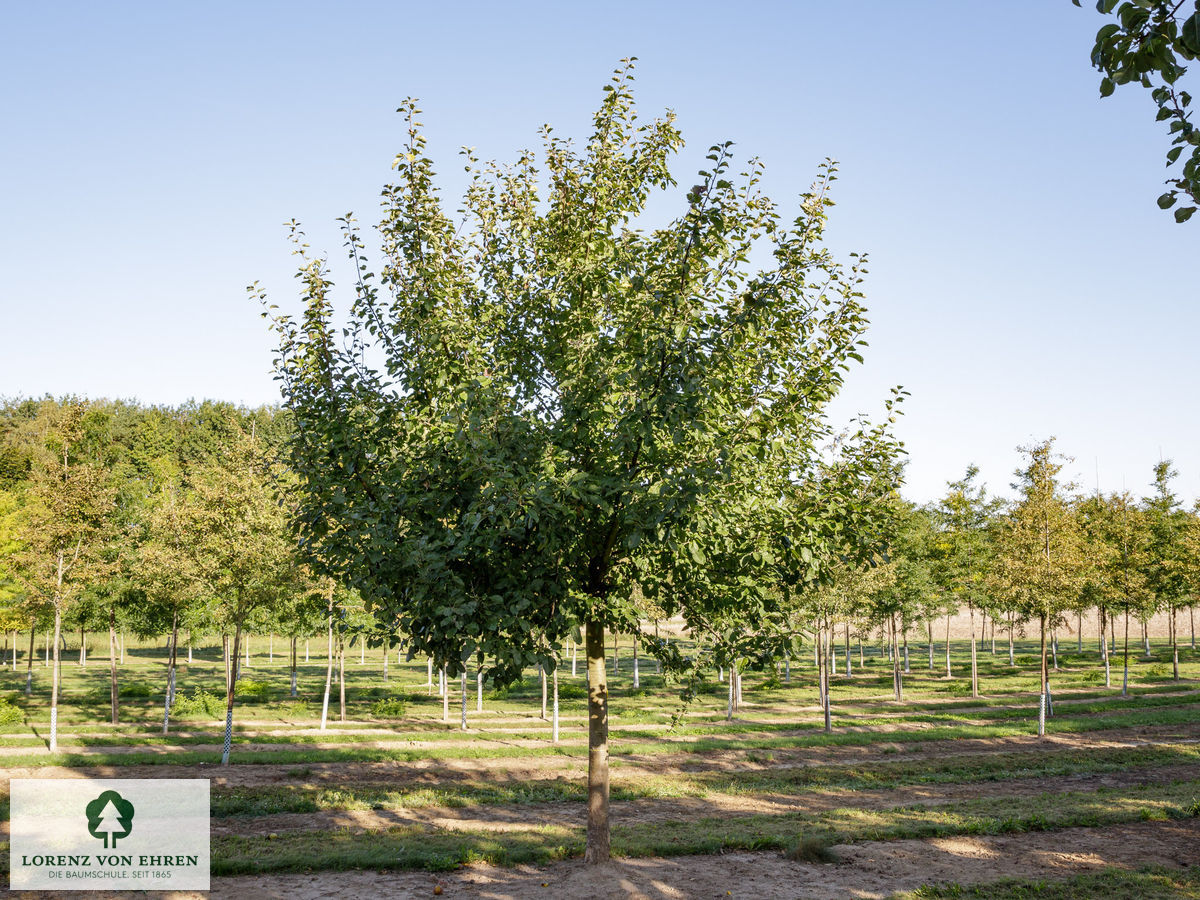 Malus domestica 'Schöner Von Boskoop'