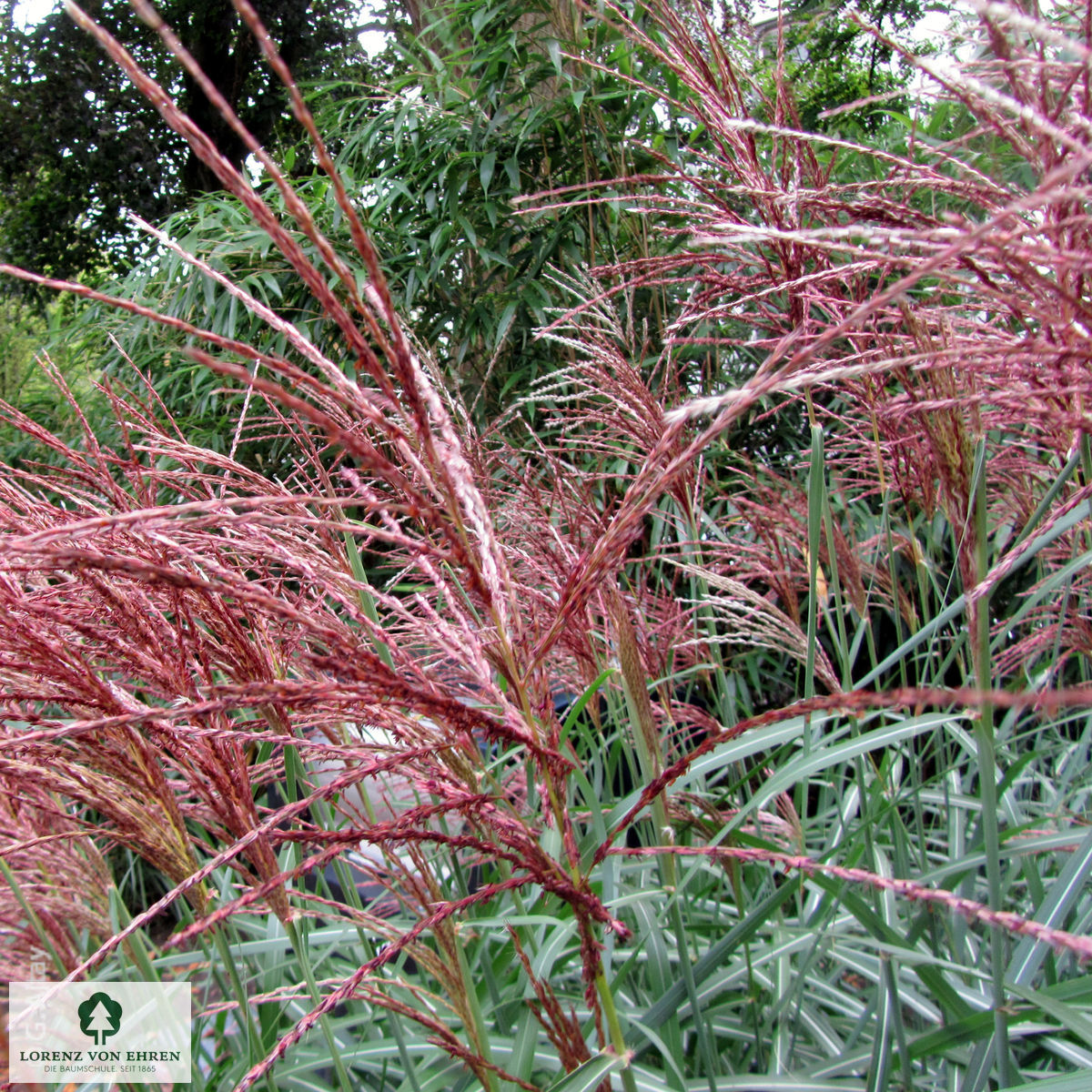 Miscanthus sinensis 'Malepartus'