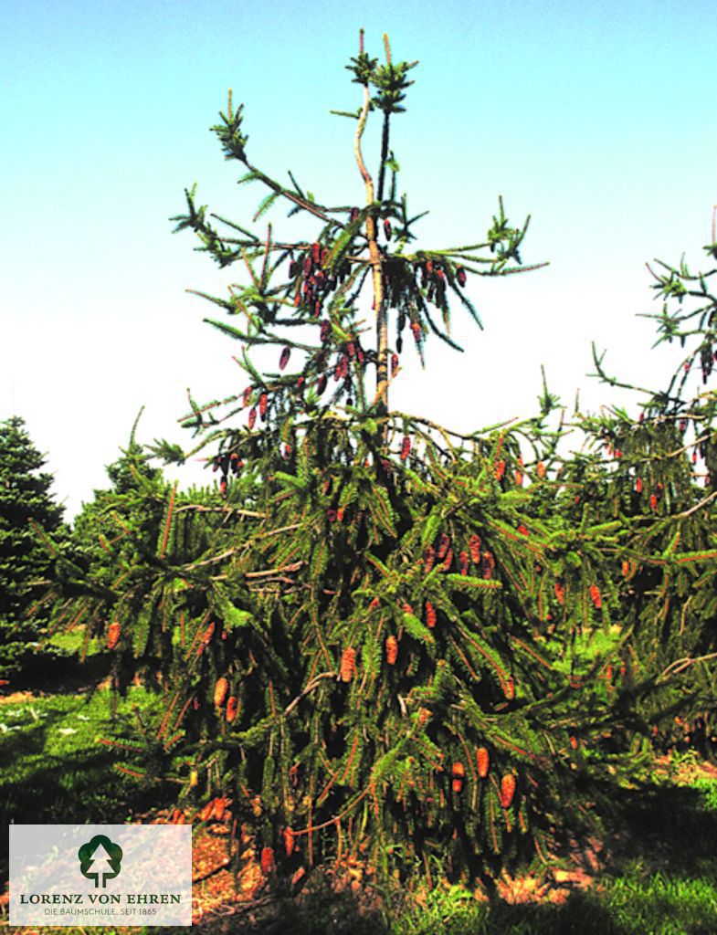 Picea abies 'Inversa'