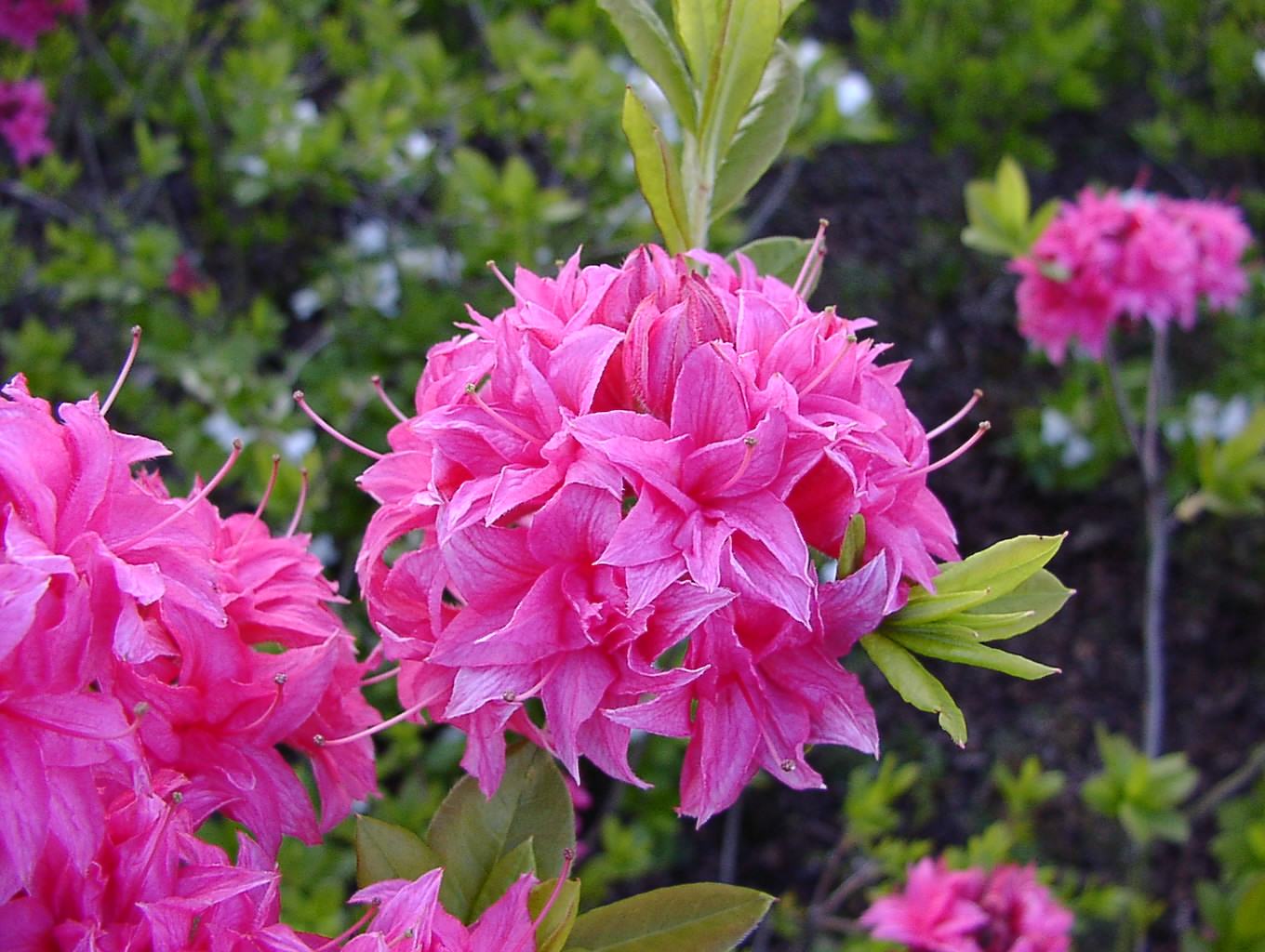 Rhododendron Azalea 'Homebush' in rosa Blütenpracht Rhododendron Azalea 'Homebush' verzaubert mit zarten rosa Blüten. Diese Azaleen-Sorte bringt eine sanfte und romantische Note in Ihren Garten.