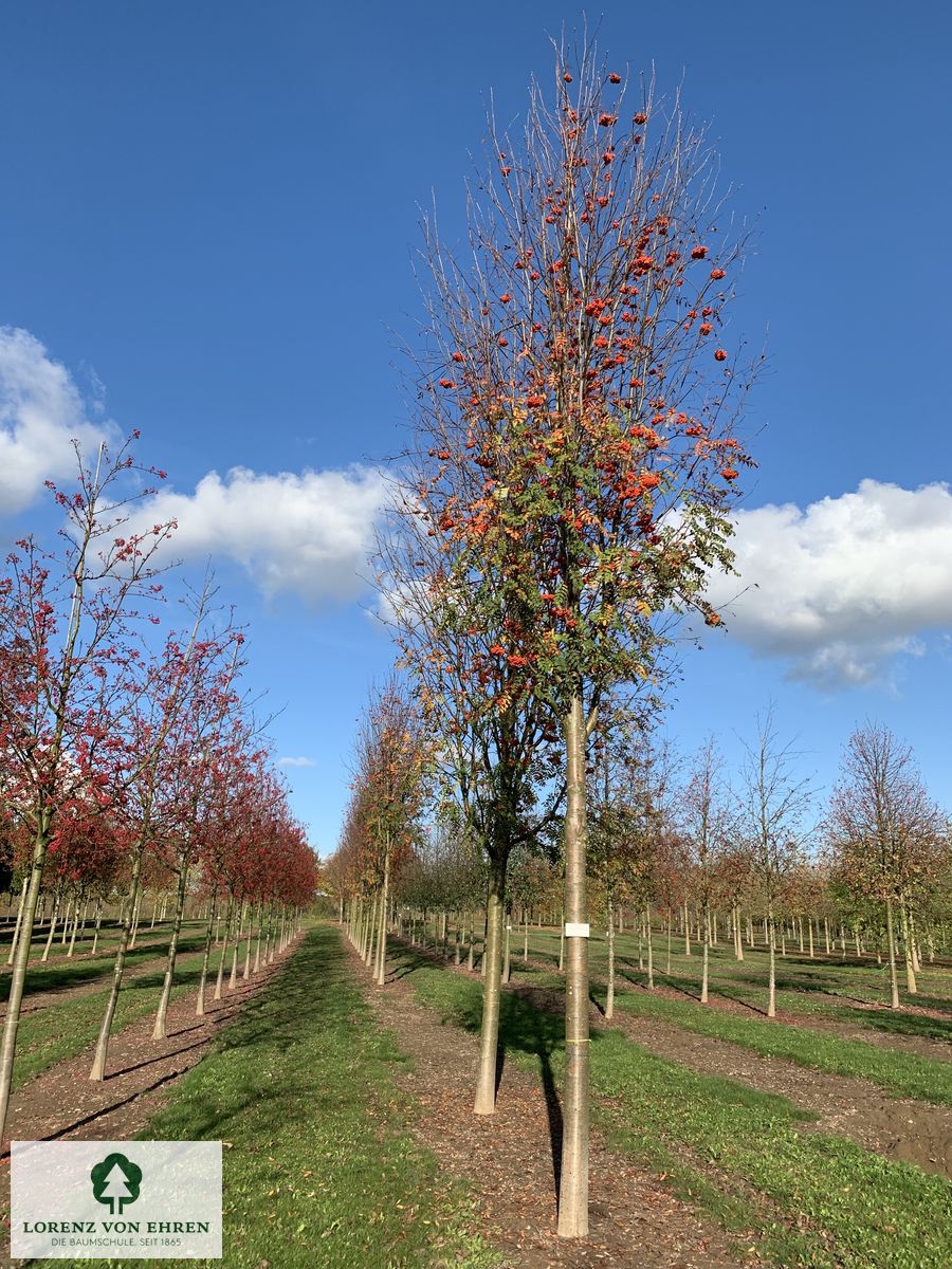 Sorbus aucuparia 'Edulis'