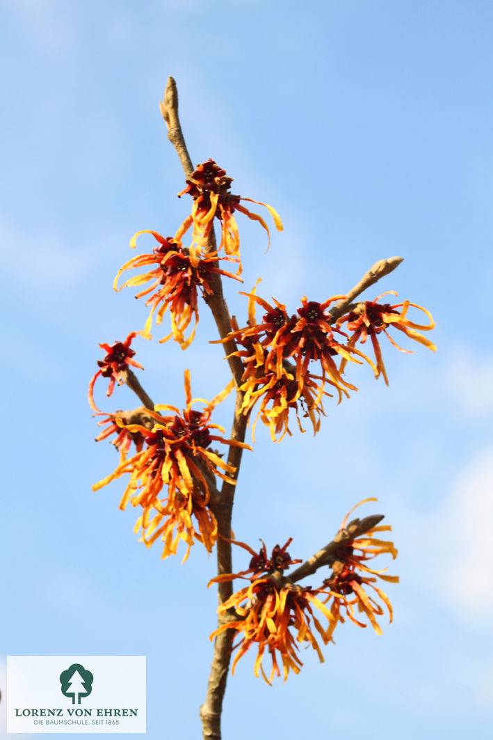 Hamamelis intermedia 'Diane'