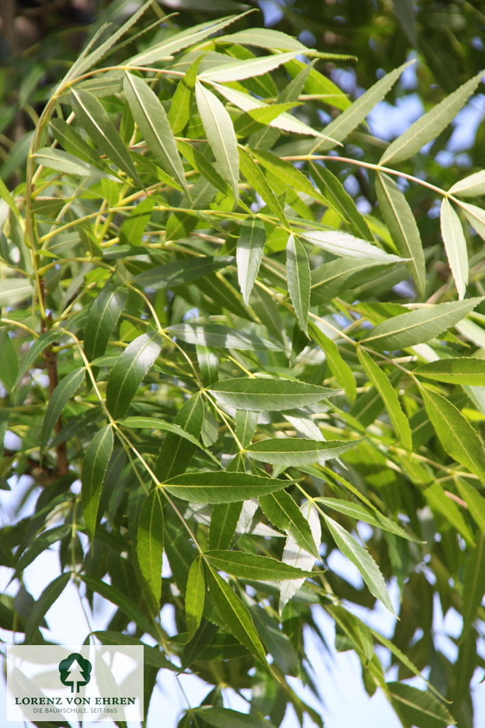 Fraxinus angustifolia 'Raywood'