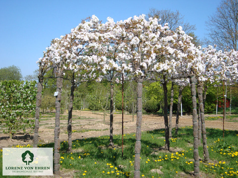 Prunus serrulata 'Amanogawa'