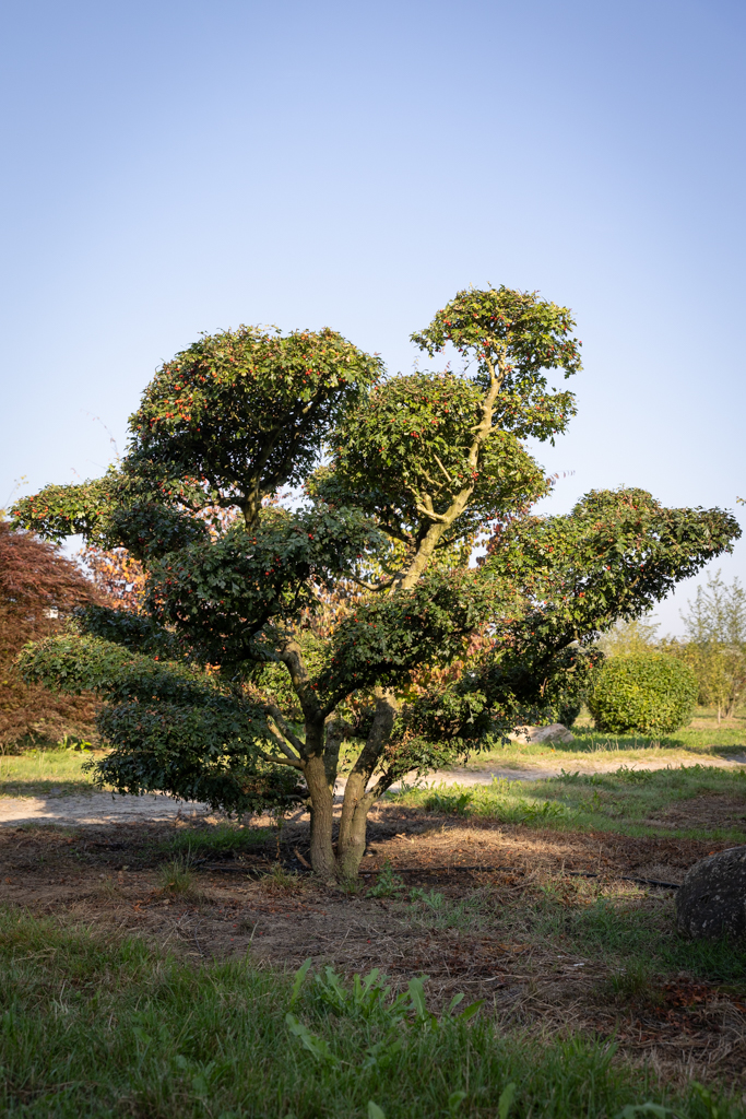 Crataegus monogyna Bonsai 