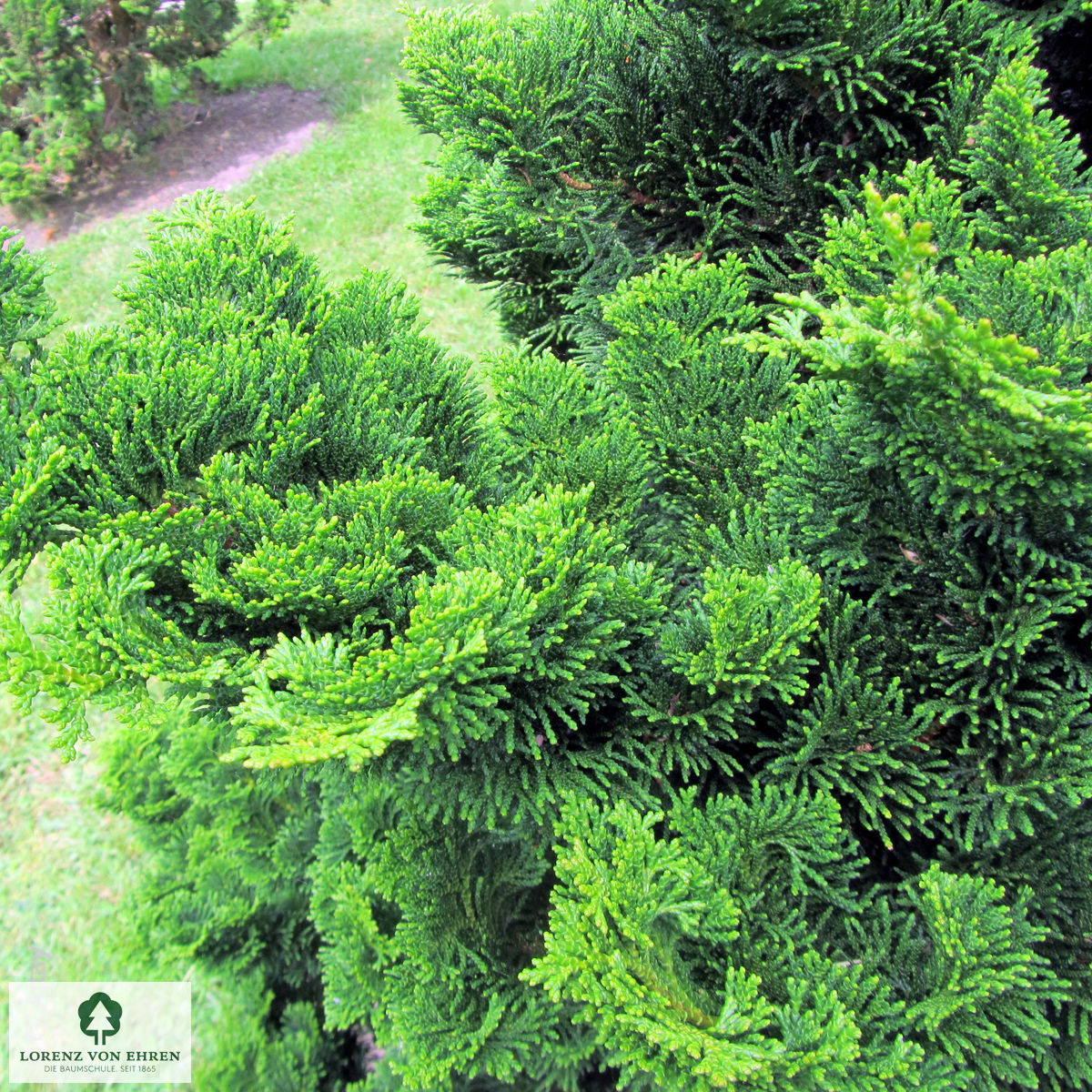 Chamaecyparis obtusa 'Nana Gracilis'