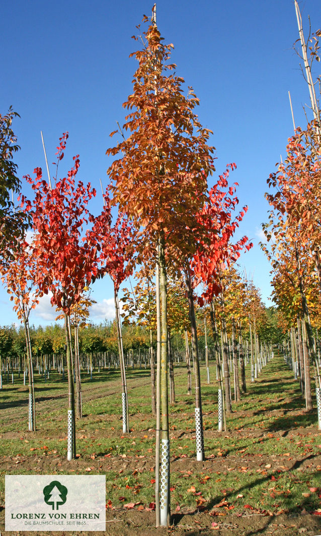 Fraxinus ornus