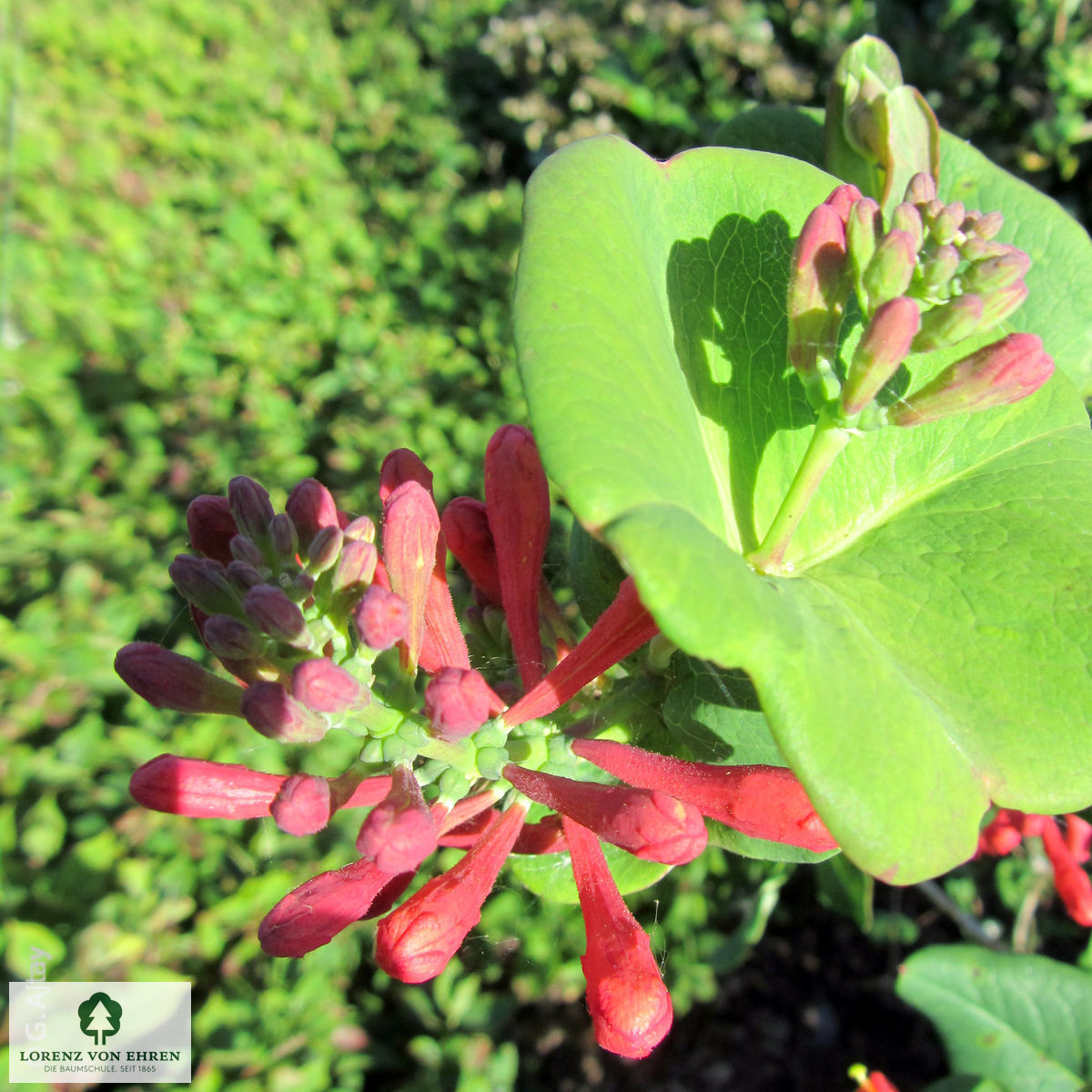 Lonicera brownii 'Dropmore Scarlet'