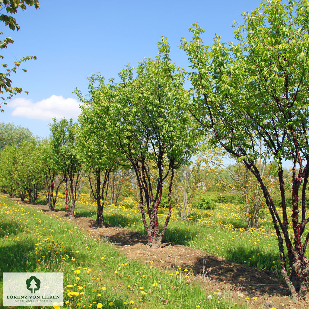 Prunus serrula