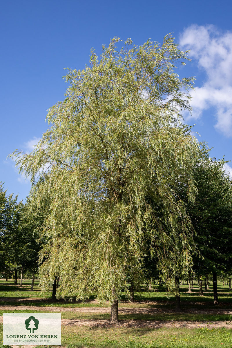 Salix alba 'Tristis'