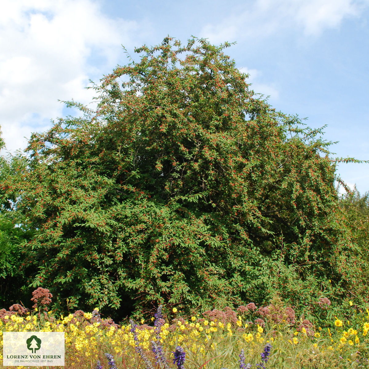 Cotoneaster salicifolius floccosus