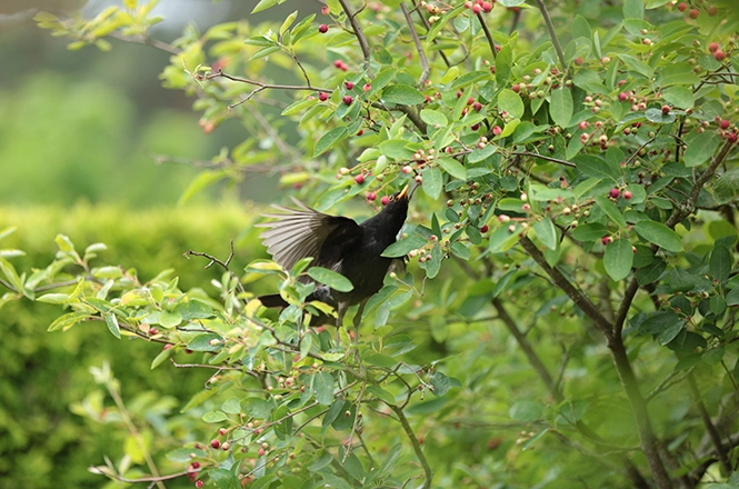 Amsel nascht Frucht der Felsenbirne