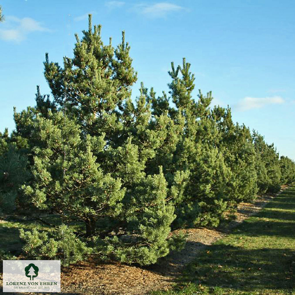 Pinus sylvestris 'Norske Typ'