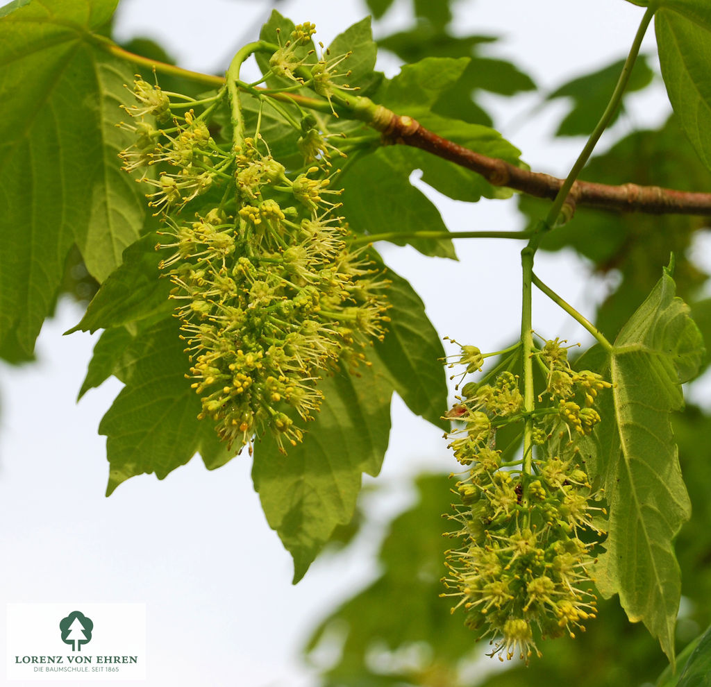 Acer pseudoplatanus