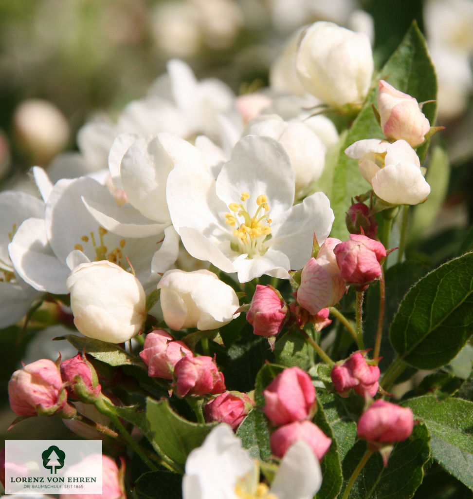 Malus toringo sargentii Veredlung