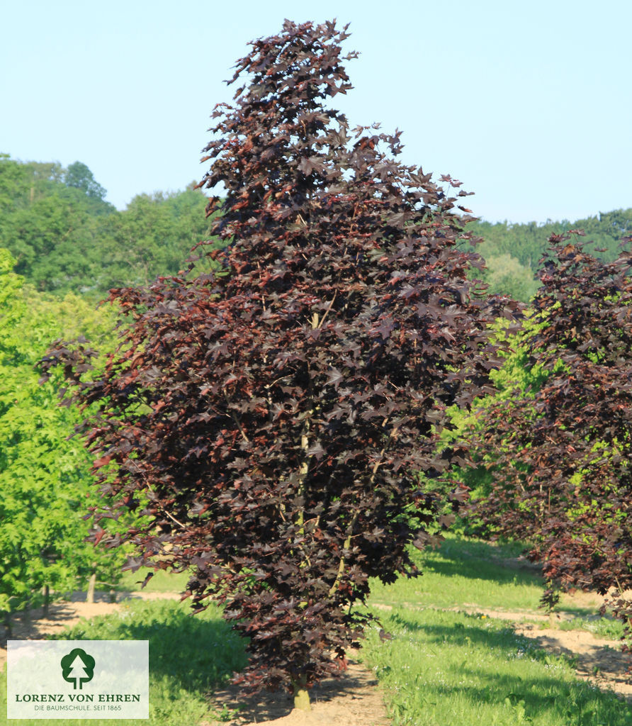 Acer platanoides 'Royal Red'