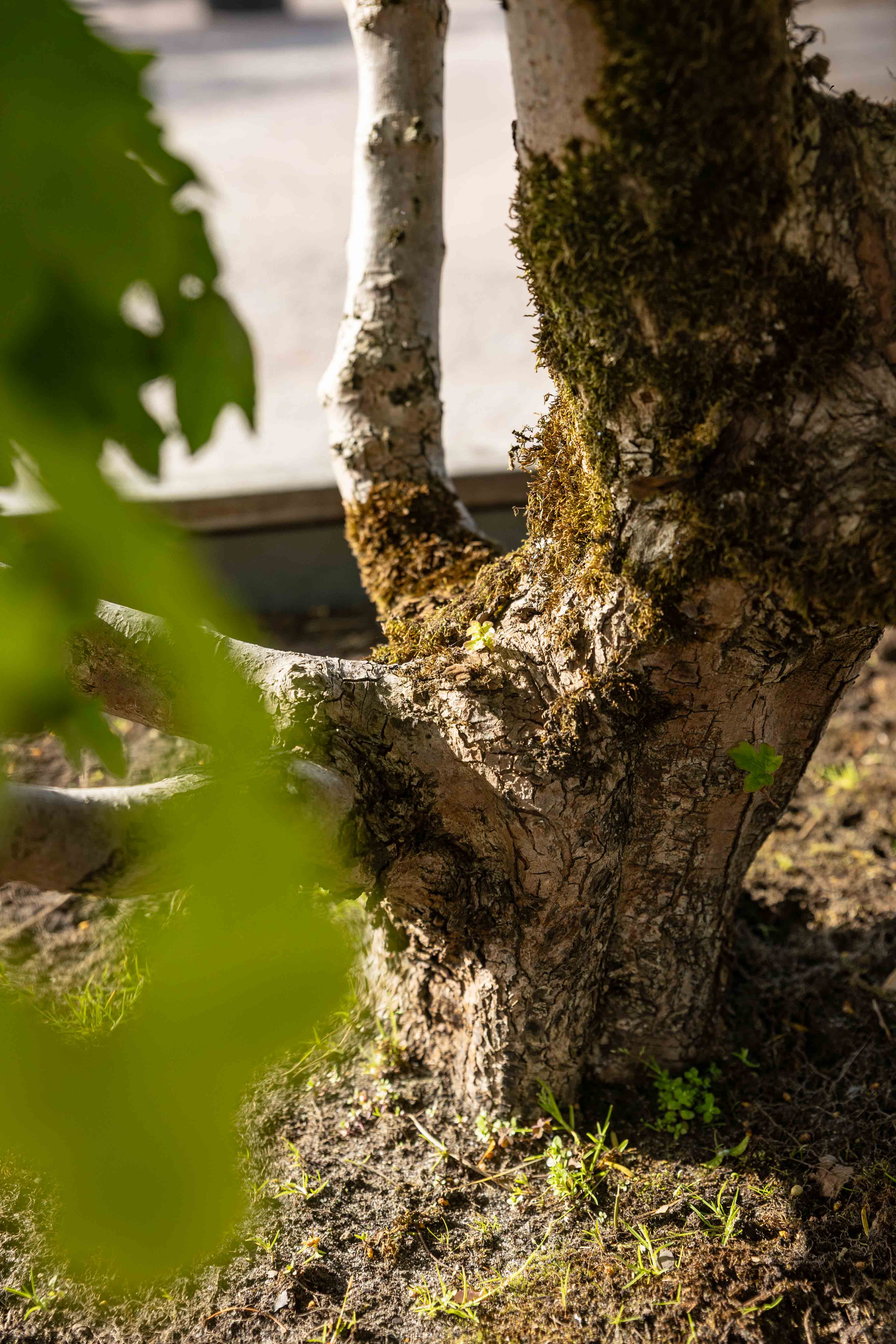 Acer campestre Bonsai - verkauft