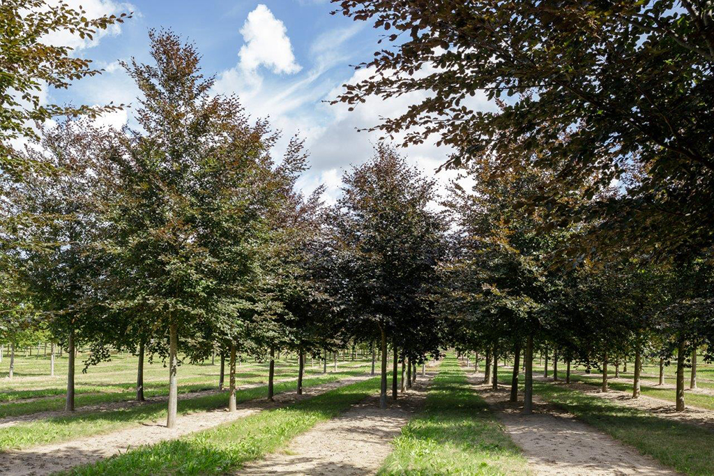 Fagus sylvatica purpurea_ Blutbuchenhain