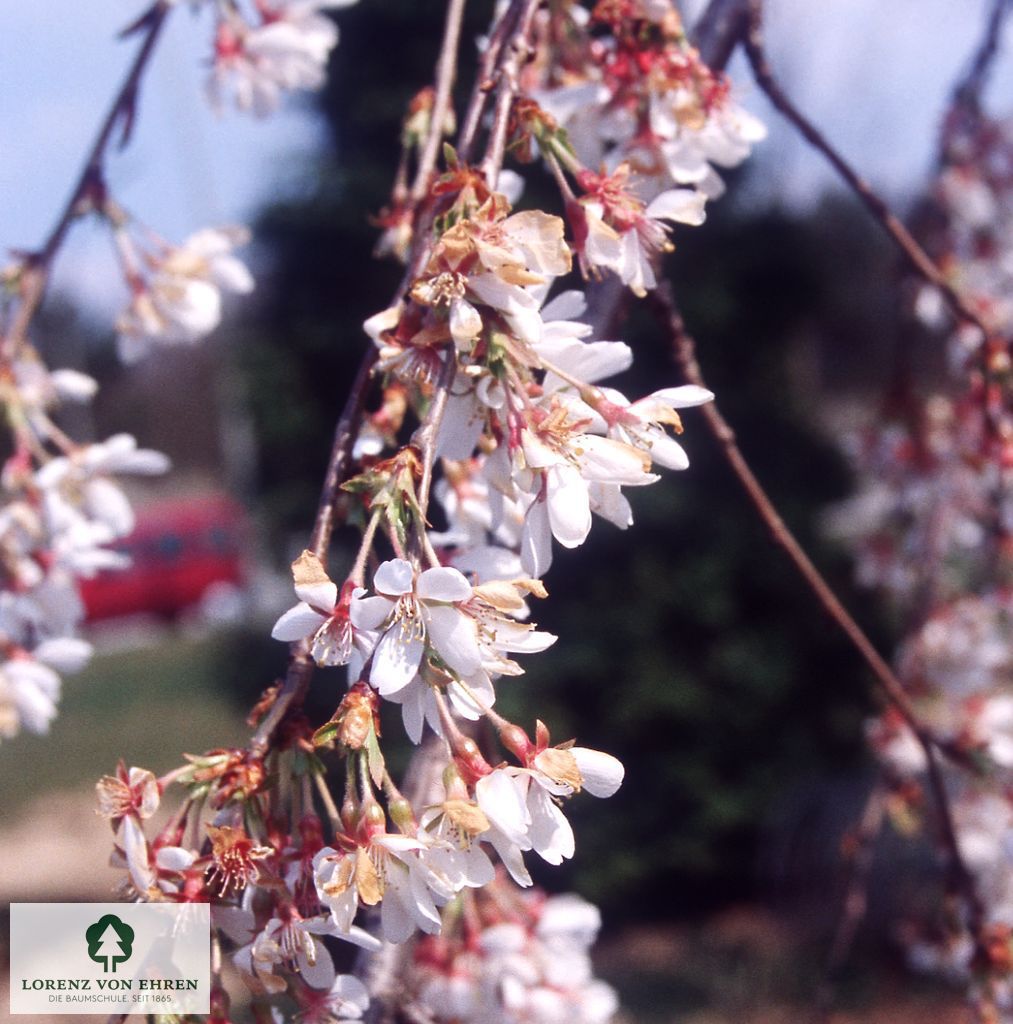 Prunus subhirtella 'Pendula'