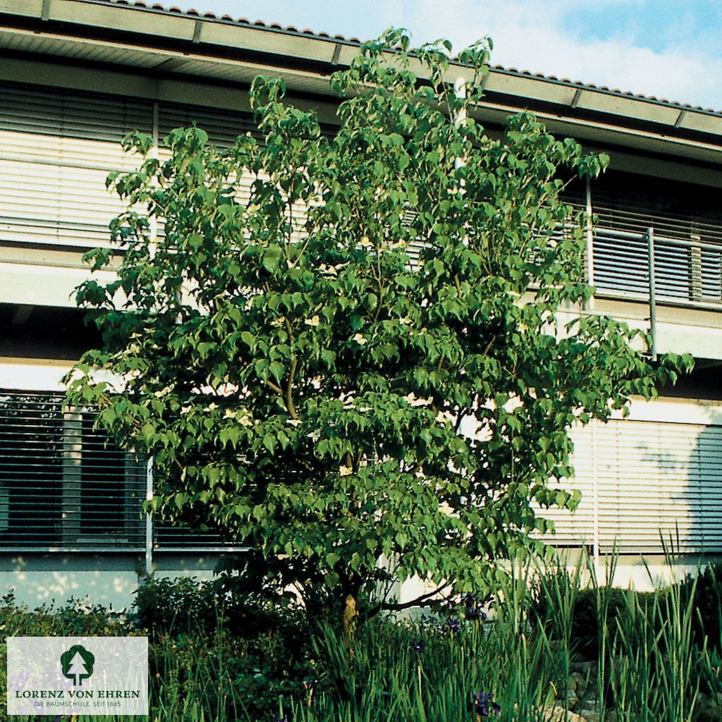 Cornus controversa