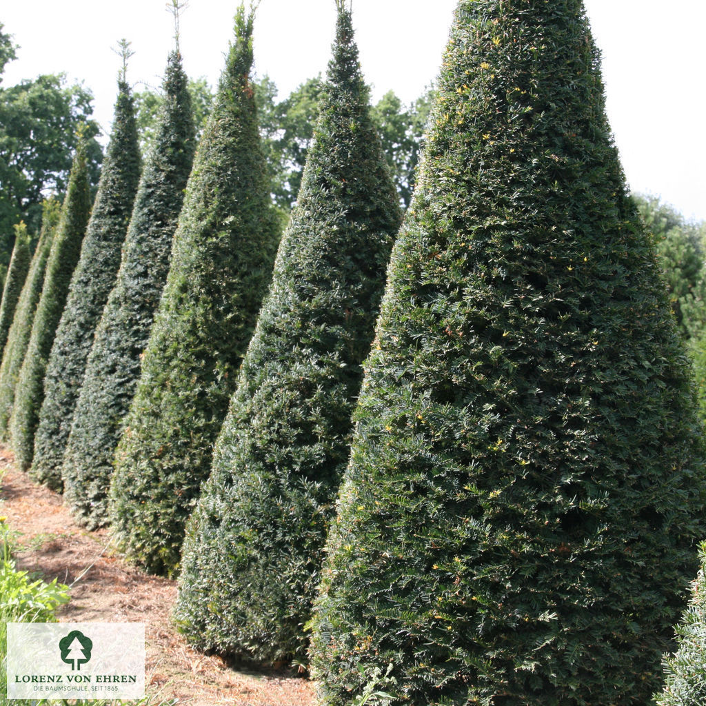 thuja nadelbaum Immergrüne Nadelbaum Mischung (x5) - Chamaecyparis Boulevard, Ellwoodii,  Thuja Rheingold, Pinus Mugo, Juniperus Wiltonii