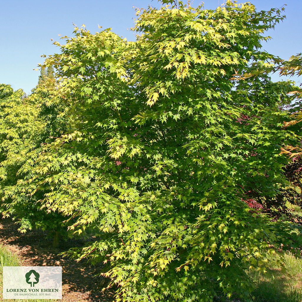 Acer palmatum