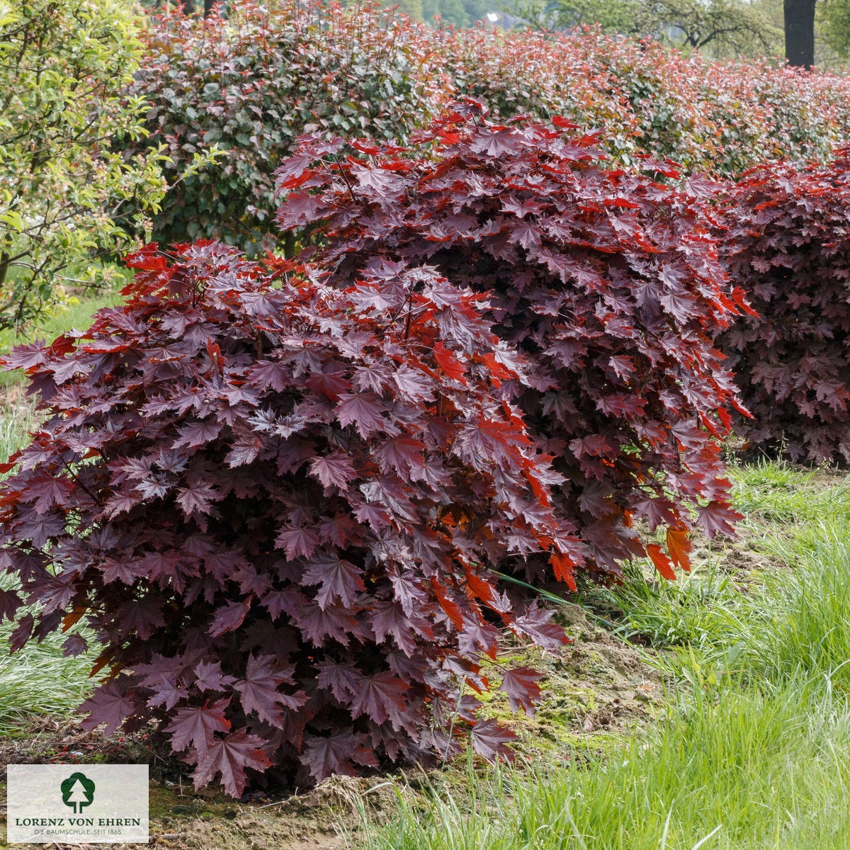 Acer platanoides 'Crimson Sentry'