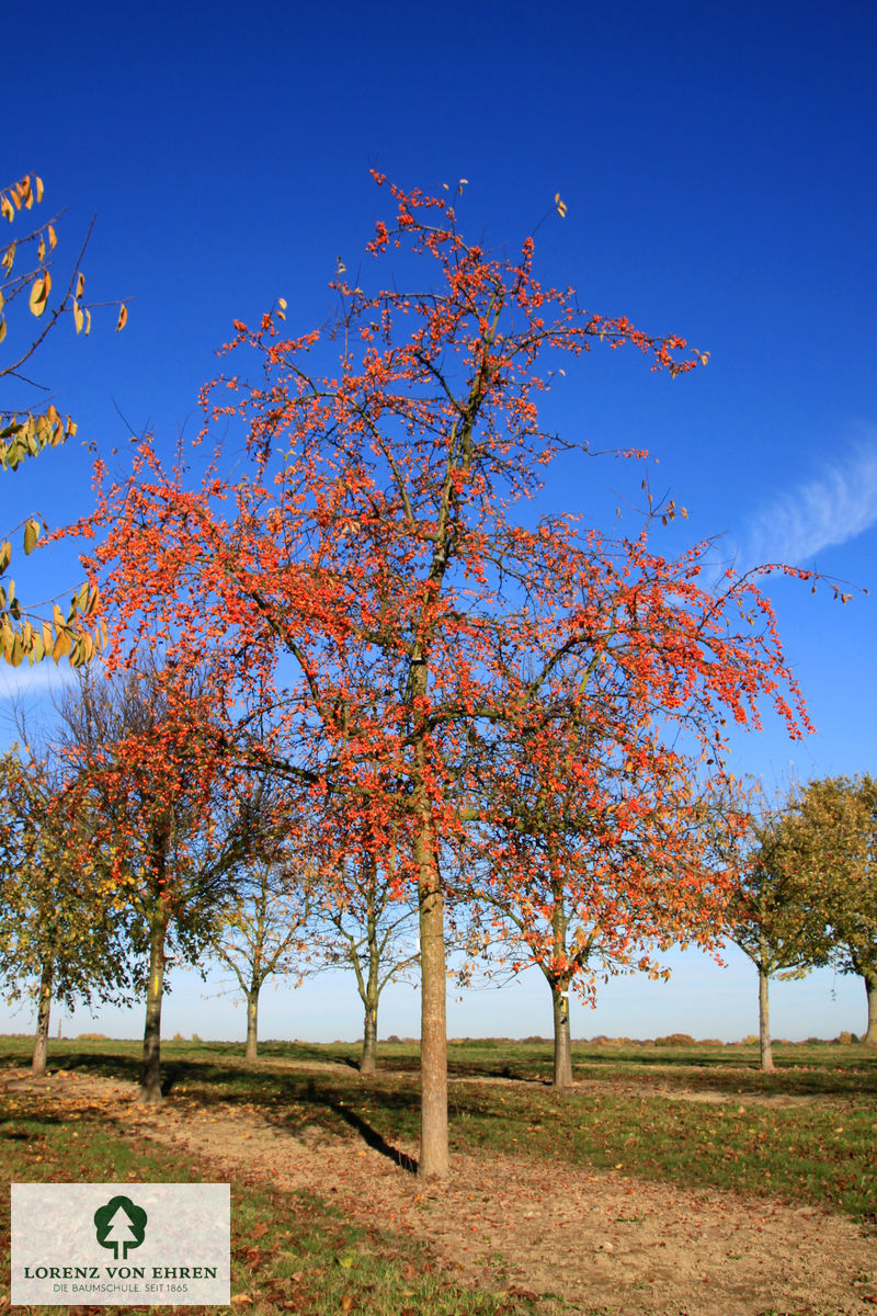 Malus 'Professor Sprenger'