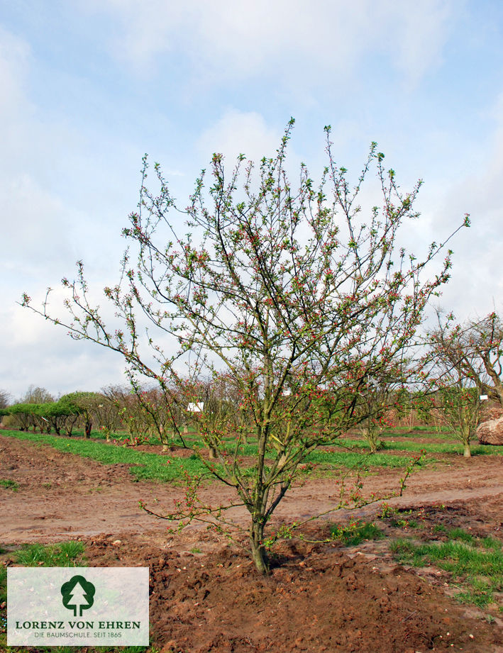 Malus 'Bob White'