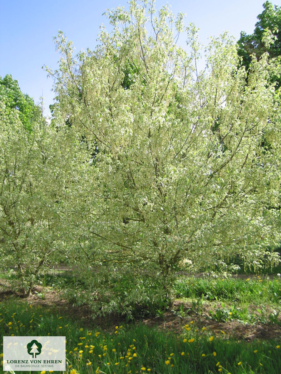 Acer negundo 'Variegatum'