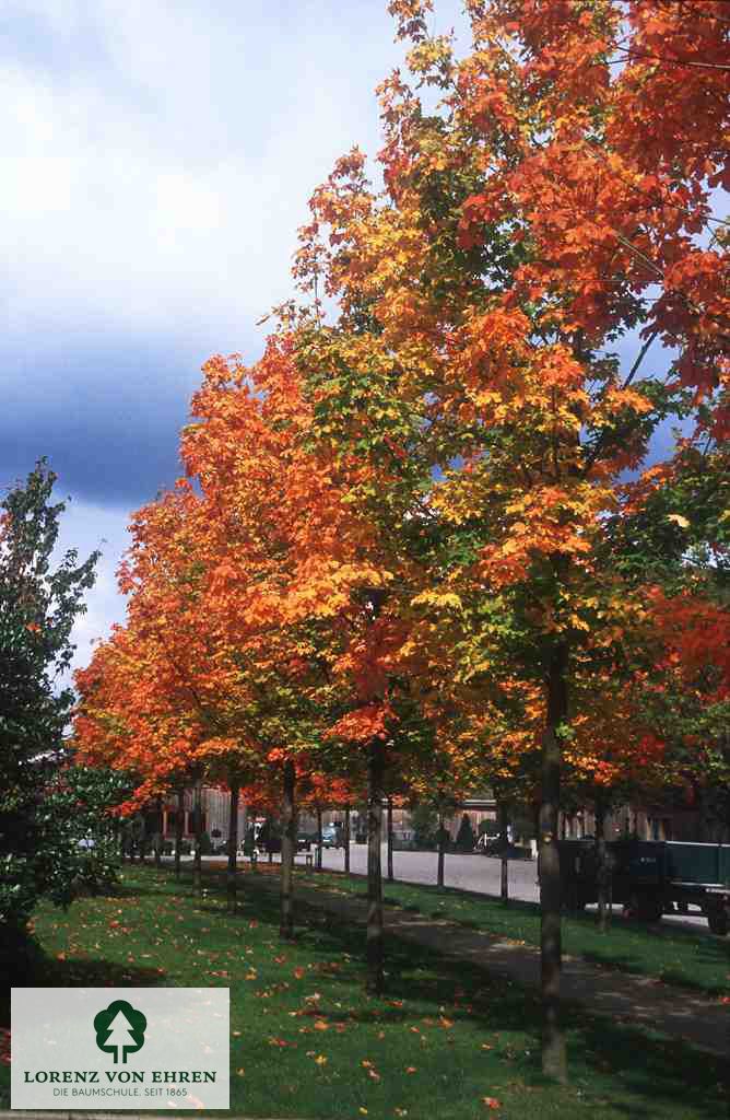 Acer platanoides 'Emerald Queen'