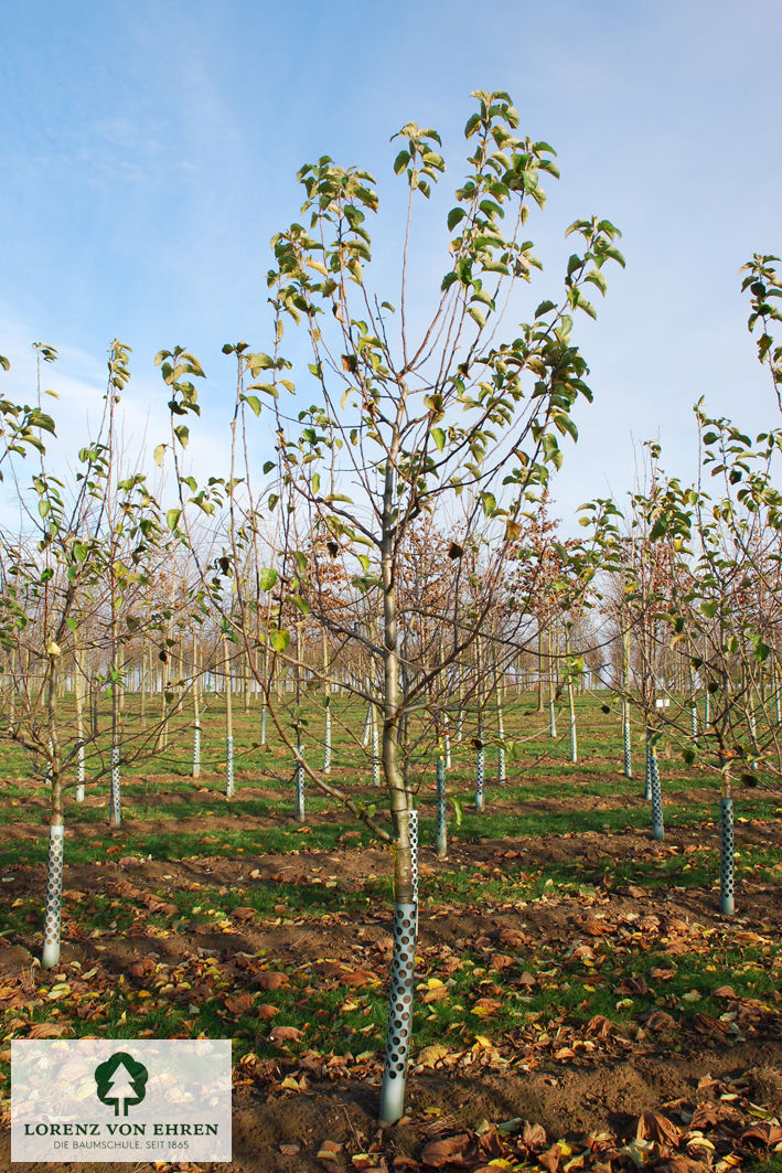 Malus domestica 'Jonagold'