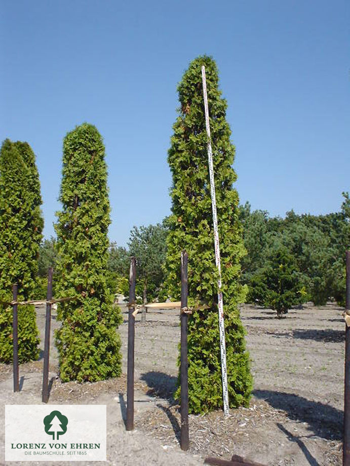 Thuja occidentalis 'Holmstrup'