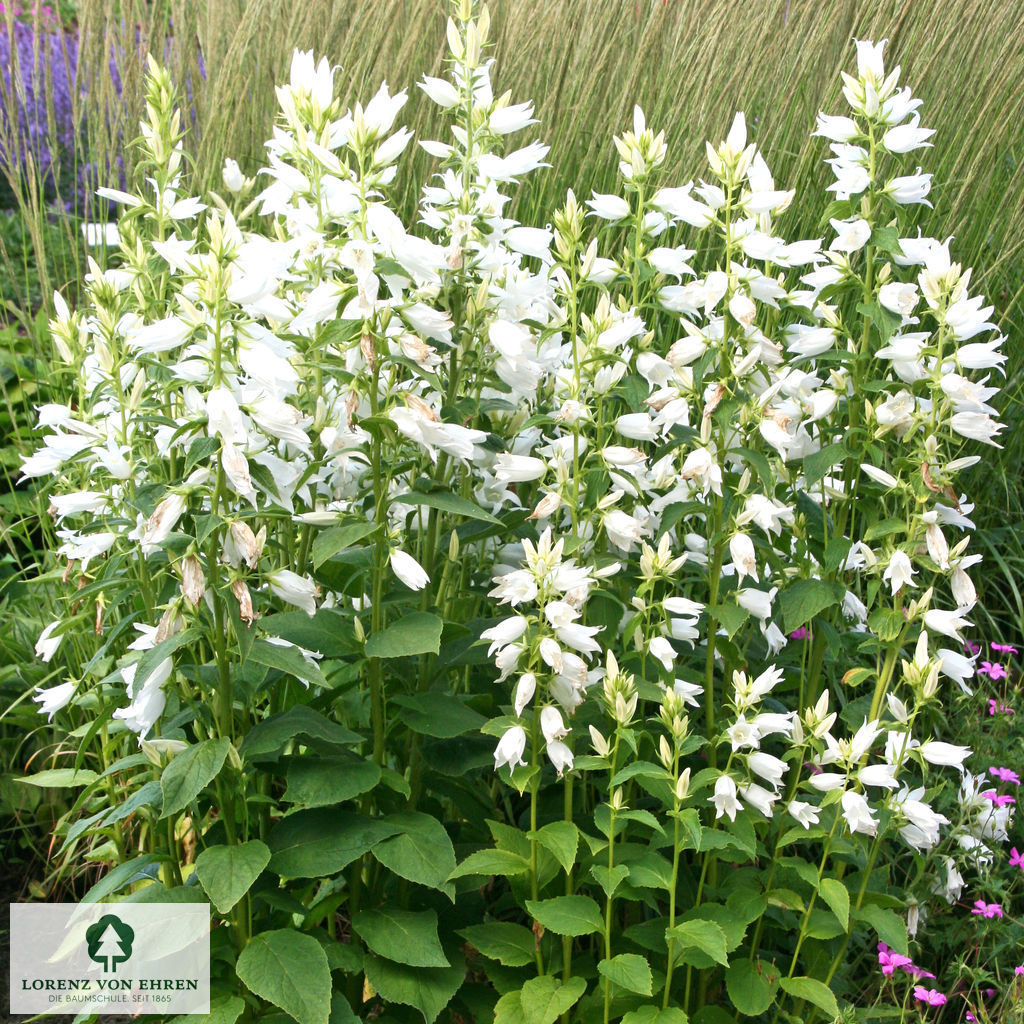 Campanula glomerata 'Alba'