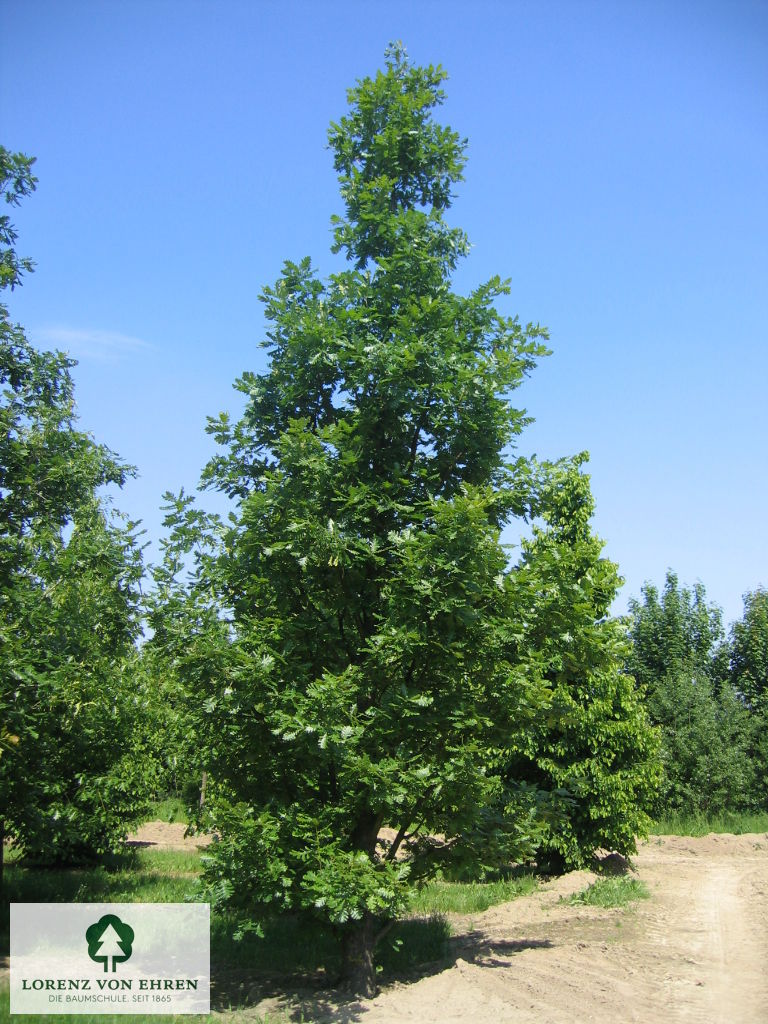 Quercus frainetto