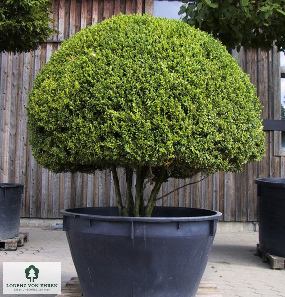 Buxus sempervirens arborescens  Halbkugel im Container