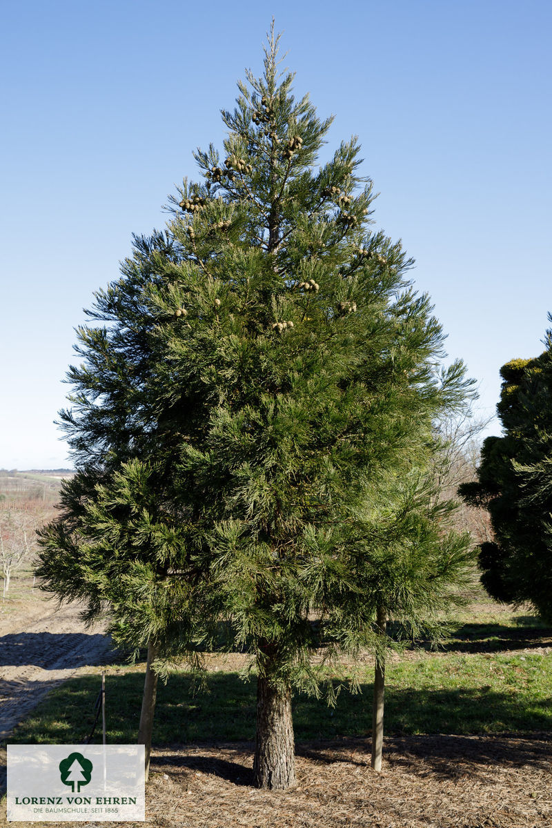 Sequoiadendron giganteum