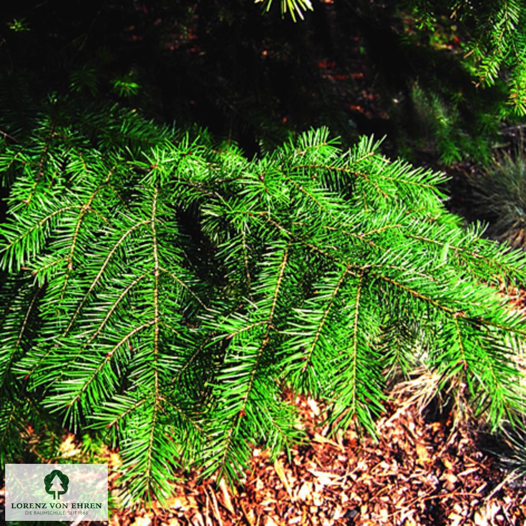 Pseudotsuga menziesii caesia