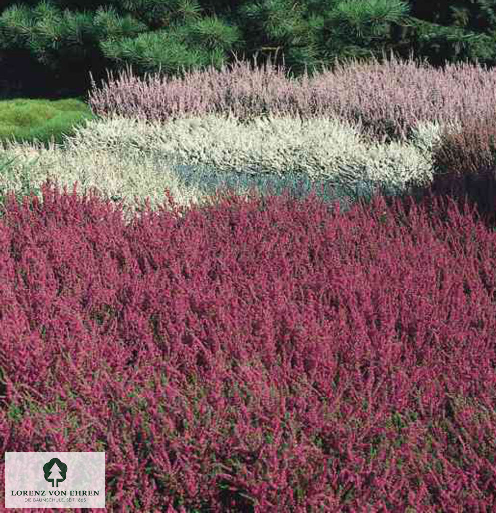 Calluna vulgaris 'Sonnyboy'