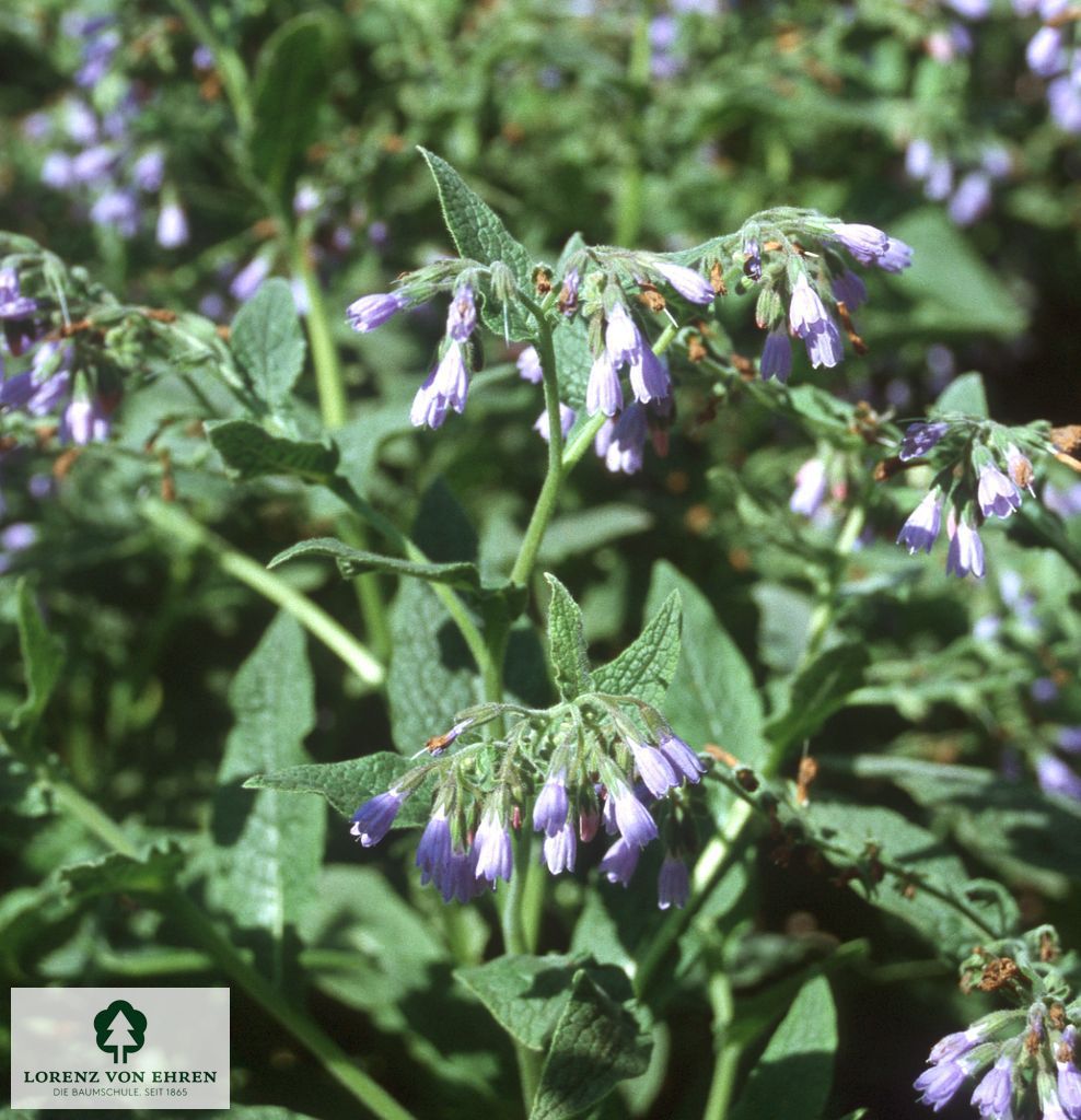 Symphytum azureum