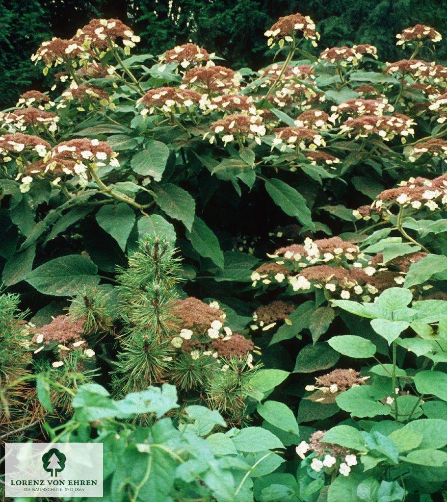 Hydrangea aspera 'Macrophylla'