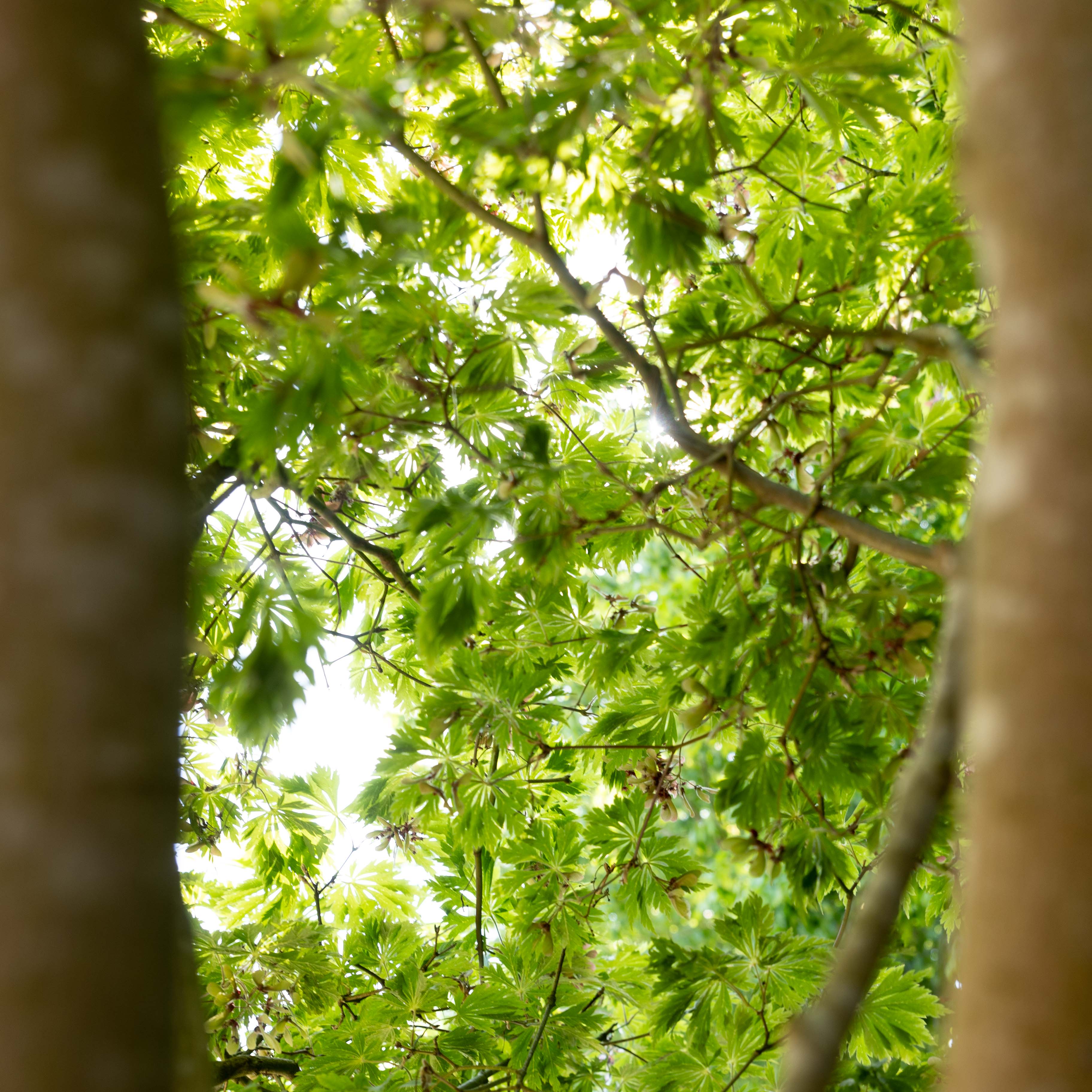 Acer japonicum 'Aconitifolium' VJ