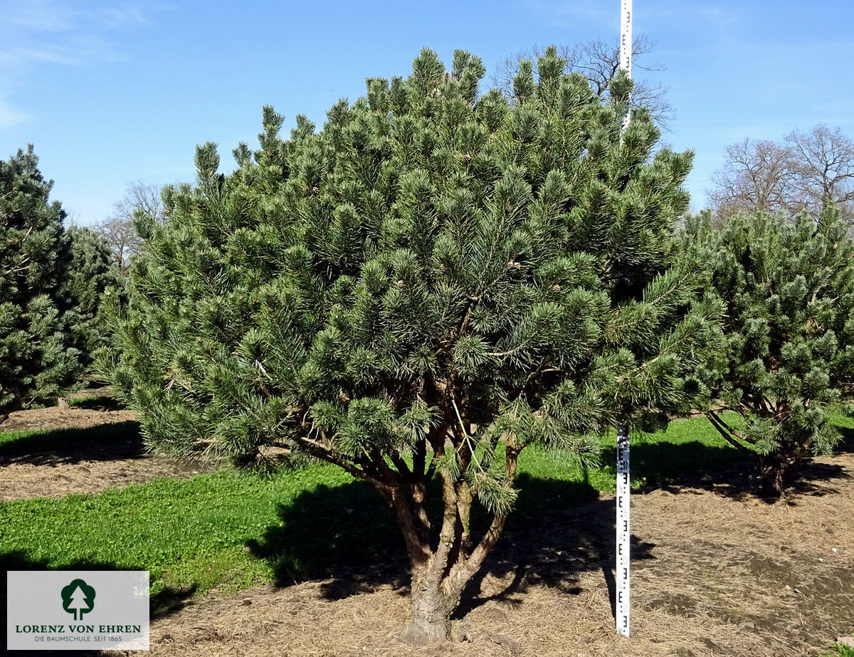 Pinus sylvestris 'Watereri'