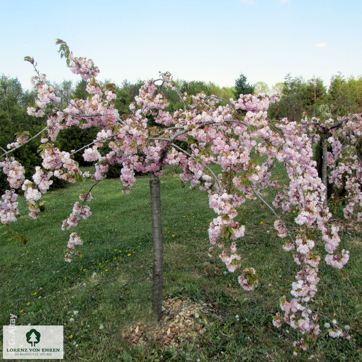 Prunus serrulata 'Kiku-shidare-zakura'